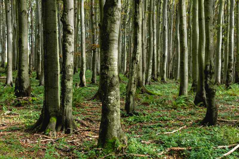 Franciaországnyi természetes erdő növekedett az elmúlt húsz évben