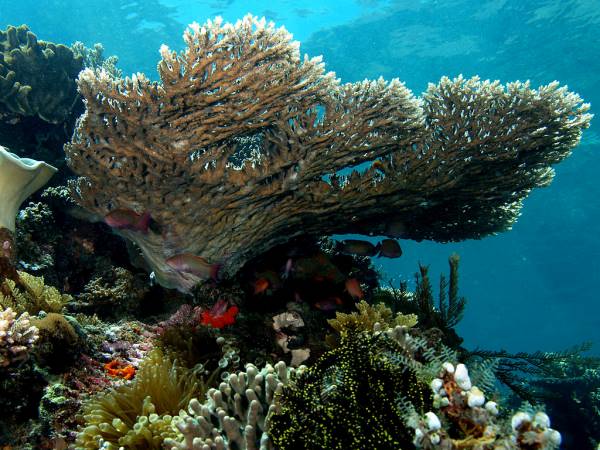 Támogatja a koralltelepek regenerálódását a laboratóriumi virágállatok