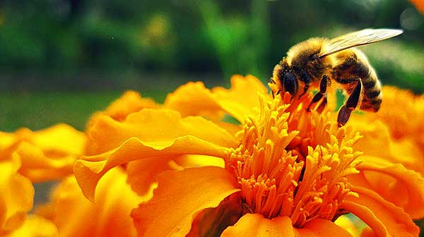 Átfogó felmérés készült a klímaváltozás és a pollenkoncentráció összefüggéséről az SZTE részvételével