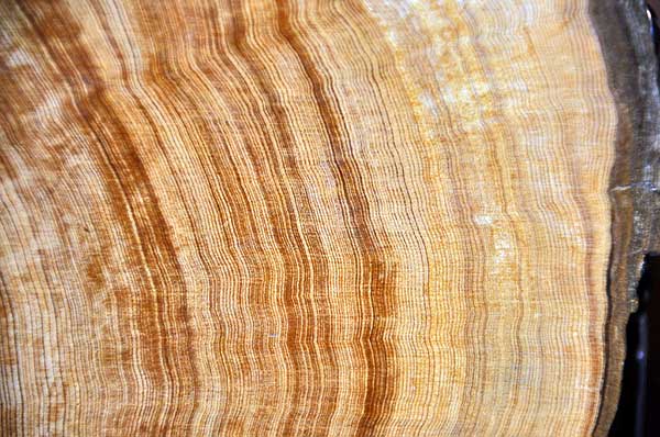 Egy 2624 éves amerikai mocsárciprus az Egyesült Államok keleti felének legidősebb ismert fája