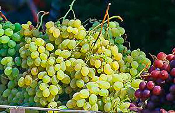 Bőséges szőlőtermést jósoltak Ópusztaszeren