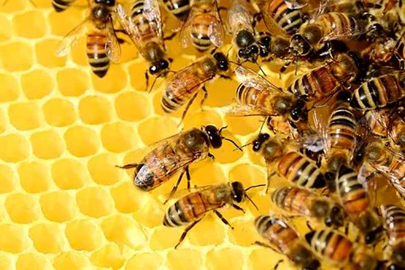 Elkészült a Föld 20 ezer méhfajának átfogó térképe