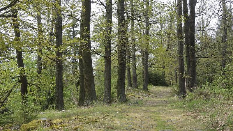 Az erdők legalább fél fokkal hűvösebben tartják a Földet egy új tanulmány alapján